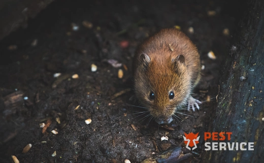 Дератизация в Туймазах